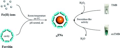 Ferritin-catalyzed synthesis of ferrihydrite nanoparticles with high mimetic peroxidase activity ...