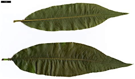 Prunus Persica Leaf