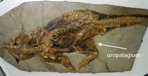 Psittacosaurus fossil preserves uropatagia, convergent with Sharovipteryx | The Pterosaur Heresies