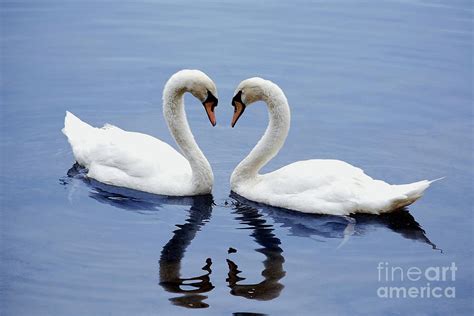 Swan Heart Photograph by Staci Bigelow