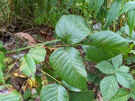 The Many Identities of Poison Ivy — Chocorua Lake Conservancy