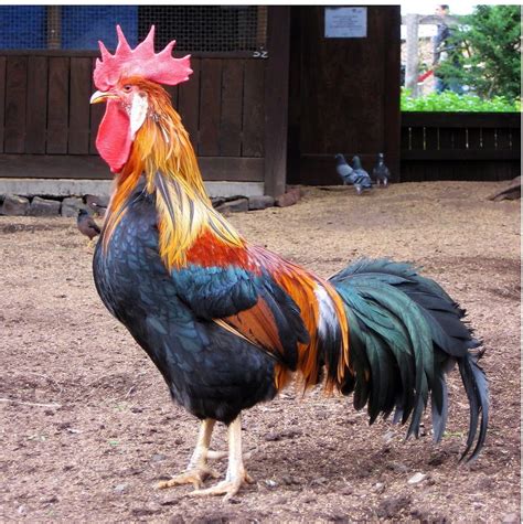 Breeds of Roosters with Photos | Other very attractive multi-colored roosters would be ...