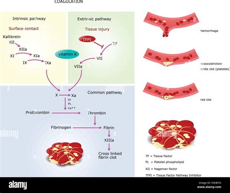 mechanism of coagulation in human blood, via intrinsic and extrinsic Stock Vector Art ...