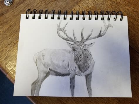 Quick elk sketch. #2 pencil only! : r/drawing