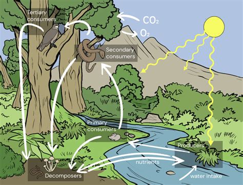 What Makes Up a Forest Ecosystem? - Forest Ecosystems