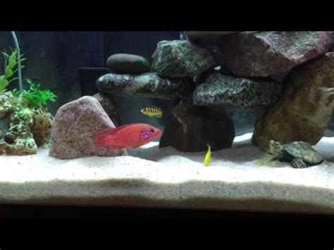 Jewel Cichlid • Care Guide (Setup, Mates & Breeding)