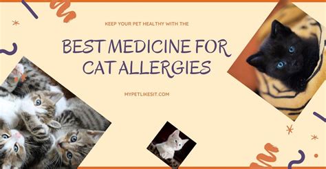 Best Medication For Cat Allergies (Reviewed for 2023) - MPLI