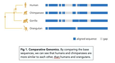 Calculating Genetic Diversity (A-level Biology) - Study Mind