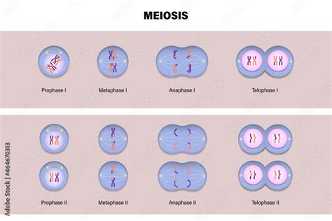 Meiotic division of an animal cell. Diagram of Meiosis. Prophase ...