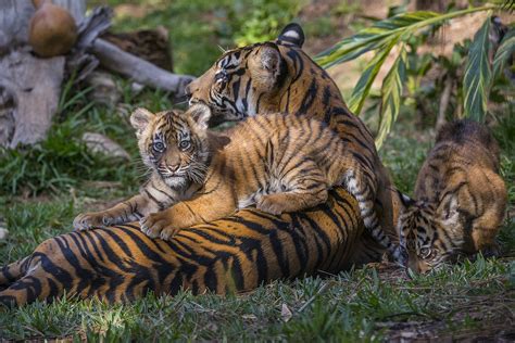 Endangered Sumatran Tiger Cubs Debut – ZOONOOZ