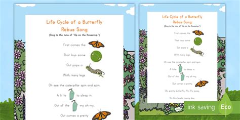 Life Cycle of a Butterfly Song (teacher made) - Twinkl