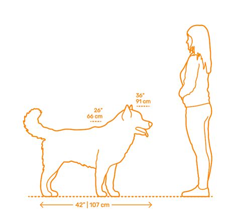 63+ Bichon Frise Weight Chart Kg - l2sanpiero