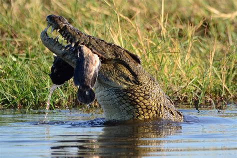 Crocodile Prey Botswana · Free photo on Pixabay