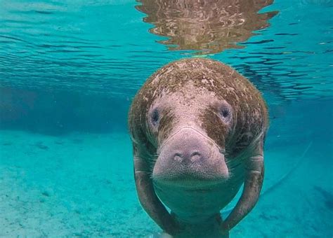 The Gentle Giant, Manatees of Crystal River, FL - Curious Craig