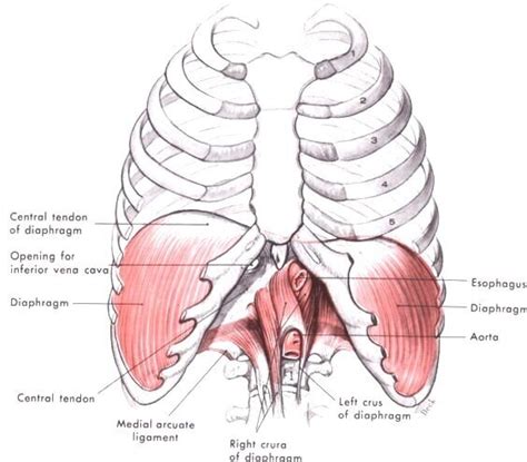 THE DIAPHRAGM & STRESS — Kai Health