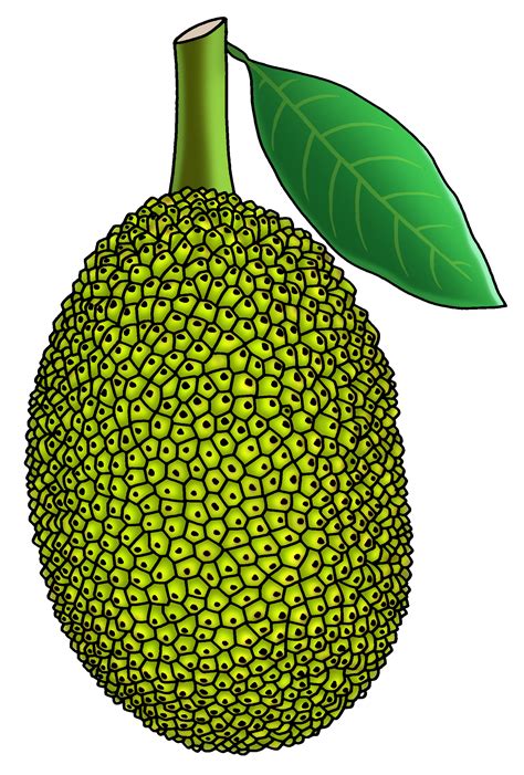 Jackfruit drawing. Rukh katahar clipart | Clipart Nepal