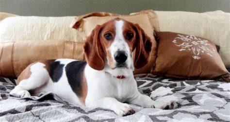 Bagle Hound (Basset Hound Beagle Mix) Info, Facts, Temperament, Training, Puppies, Pictures