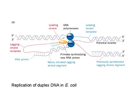 Replication of duplex DNA in E. coli