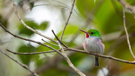 Cuban Tody – Bing Wallpaper Download