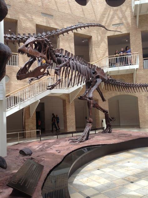 Fernbank Museum of Natural History | Natural history, Natural science museum, Museum