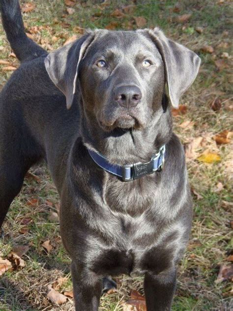 Silver Lab Dog Breed: Info, Pictures, Personality & More | Hepper | Lab dogs, Dog breeds ...