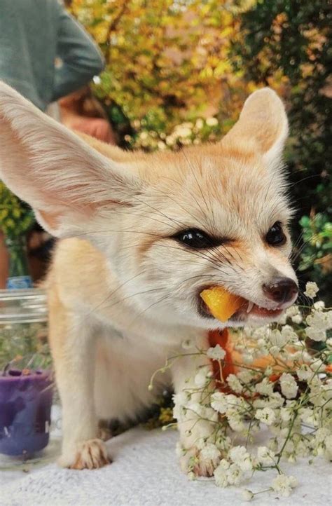 15 Interesting Facts About Fennec Foxes | Page 2 of 3 | PetPress