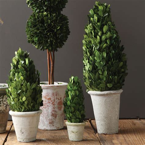 Boxwood Cone Shaped Topiary | Topiary, Preserved boxwood topiary, Boxwood topiary