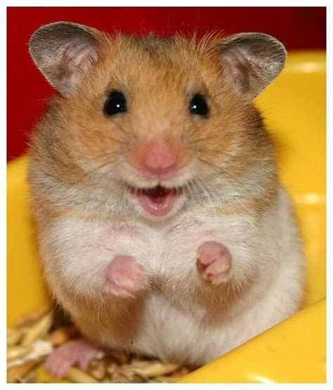 Smiling ham | Cute hamsters, Smiling animals, Cute animals