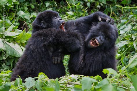 Gorilla beringei beringei - Untamed Images Blog