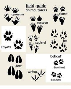 Raccoon Footprints