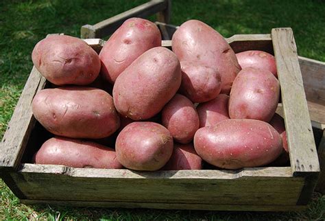 Potatoes Red Desiree (per kg) – D J Hunt Fruit and Vegetables