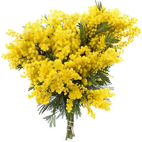 UN BOUQUET de MIMOSAS | Мимозы, Цветок, Цветы