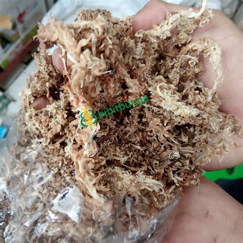 Jual Sphagnum Moss Chile Lumut Kering Media Tanam Anggrek Spagnum Mos ...