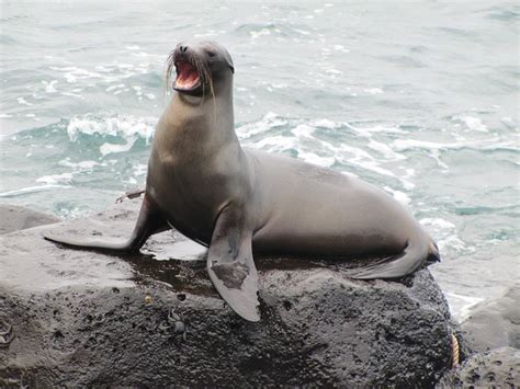 6 Fun Facts about Galápagos sea lion - NYK Daily