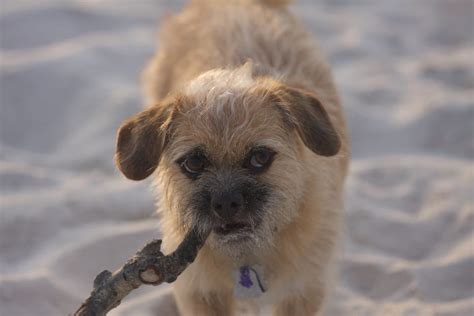 15 of the Best Beaches You and Your Pup Can Enjoy in Gulf Shores AL