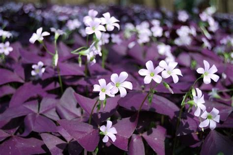 How to grow Purple Shamrock flowers - Dig It Right | Dig It Right