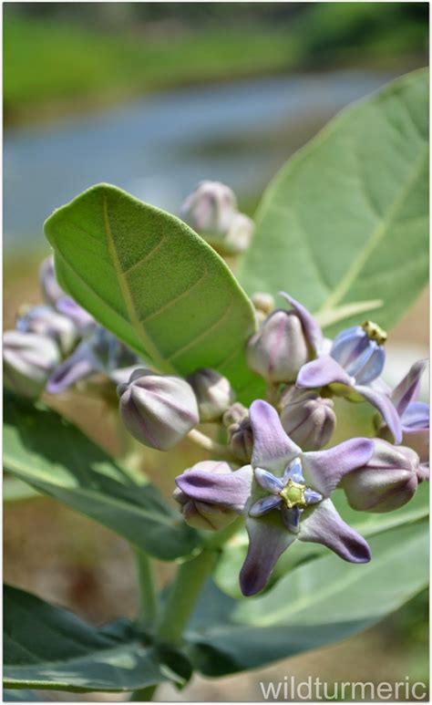 Aak | Madar | Erukku Plant | Crown Flower Medicinal Use & Health ...