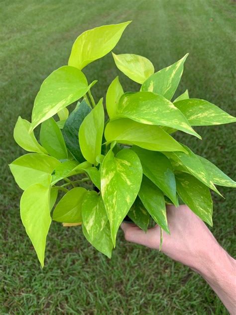 Variegated Neon Pothos: Care And Propagation Guide | The Home Tome