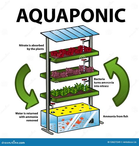 Aquaponic system stock vector. Illustration of isolated - 53627249