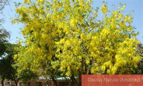 Find Cassia Fistula medicinal uses, benefits and properties. The common name of this plant is ...