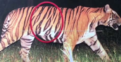 Masinagudi's elusive man-eater tiger which killed 4 humans captured