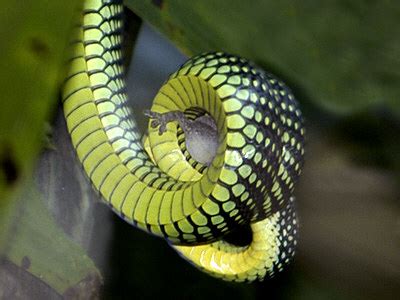 Paradise Tree Snake - Chrysopelea paradisi