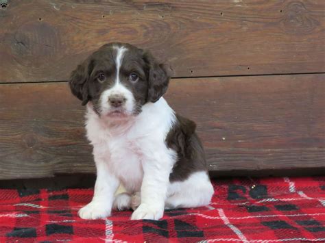 Cocker Spaniel Dachshund Mix Puppy