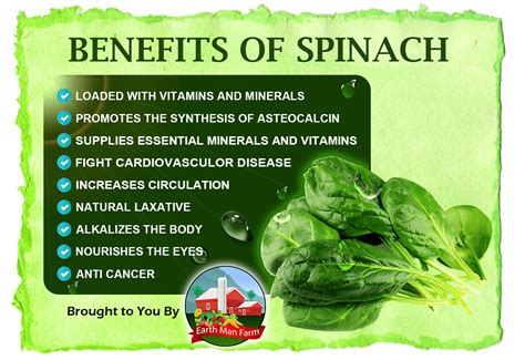 The Benefits of Spinach - Earth Man Farm