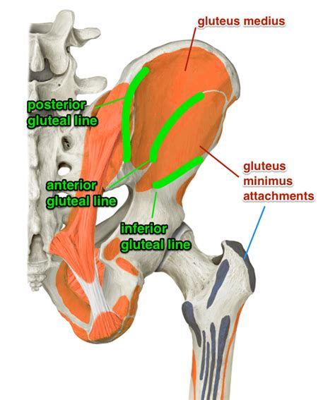 What is the Gluteus Minimus Muscle - Yoga Anatomy