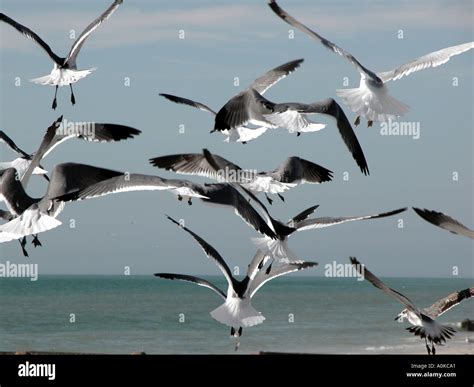 Seagulls in flight hi-res stock photography and images - Alamy