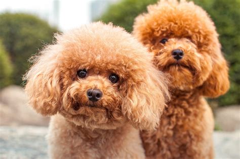 15 Curly Haired Dogs with Pictures | Reader's Digest