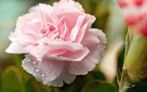 Pink Carnation Wallpapers - Wallpaper Cave