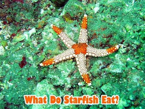 Do Starfish Eat Algae? Unveiling the Secrets of Starfish Diet - Sea ...