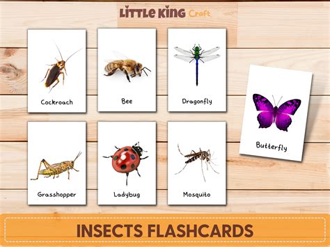 Insects Flashcards With Real Pictures, Bugs Flashcards, Insects 3-part Cards, Montessori ...